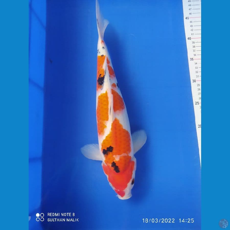 sanke 38 cm