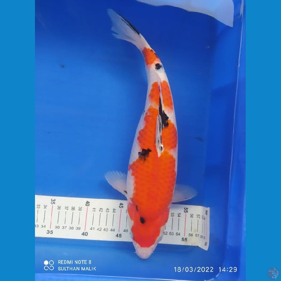 sanke 36 cm punuk