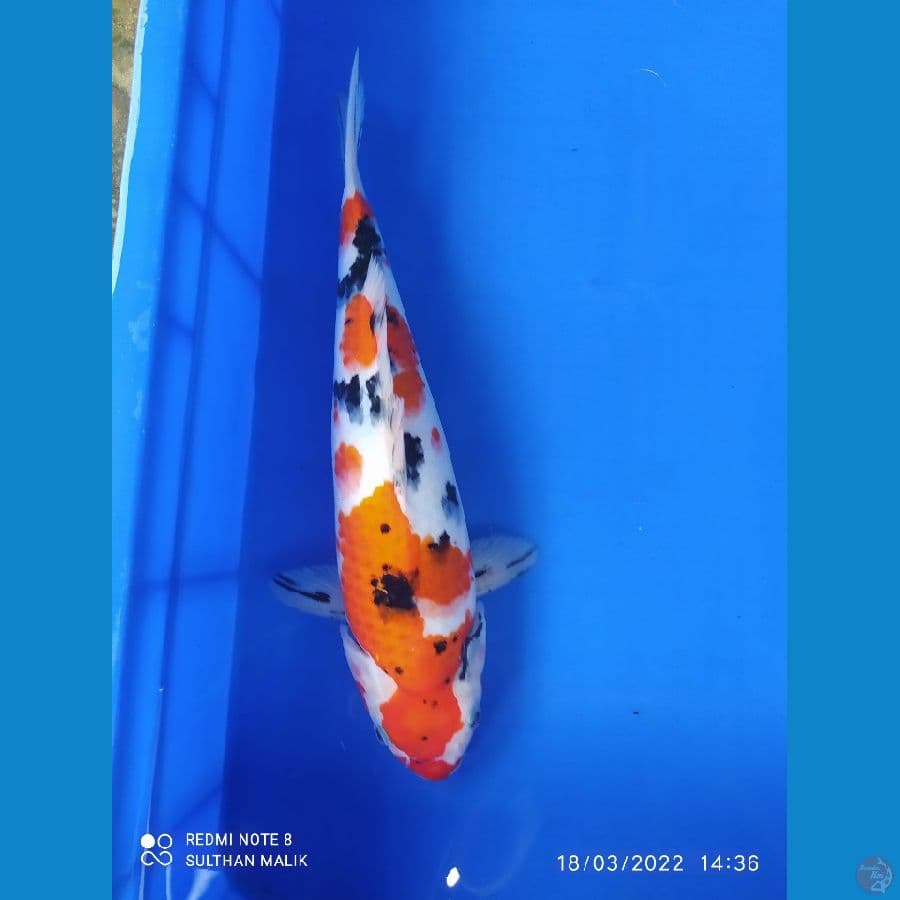 sanke bulky punuk 34 cm