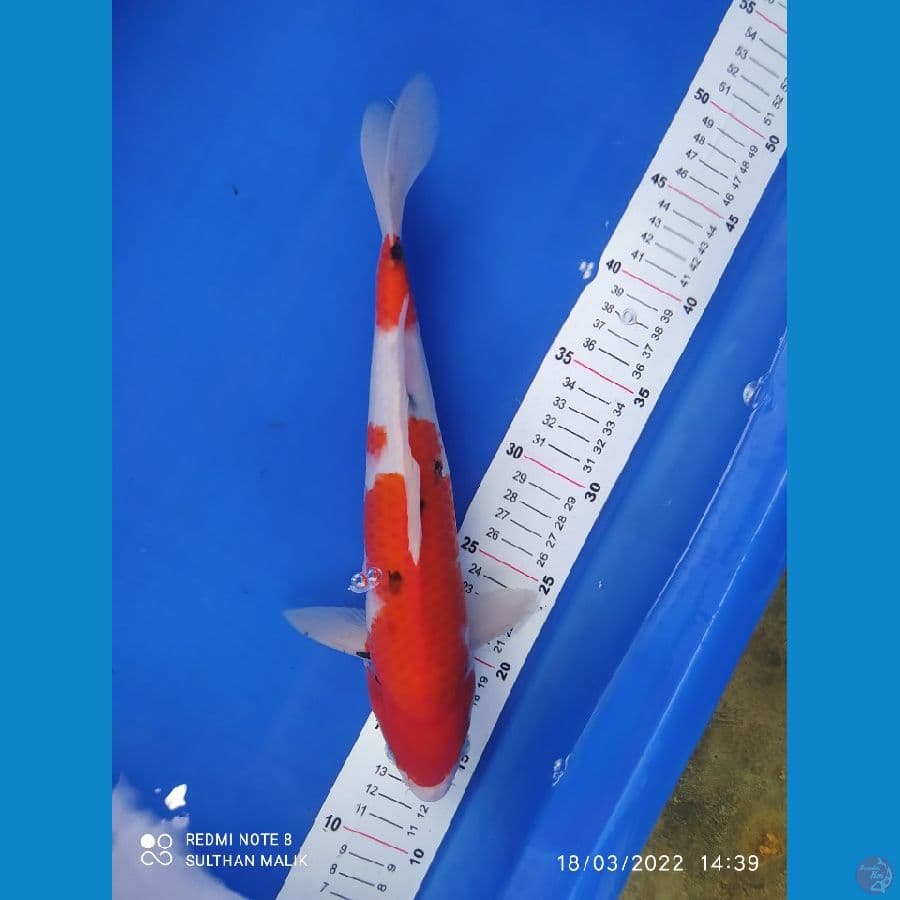sanke 33cm strong