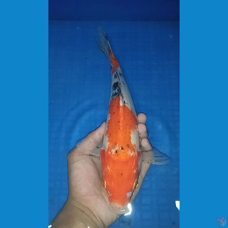 sanke 33 cm