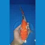 sanke 33 cm