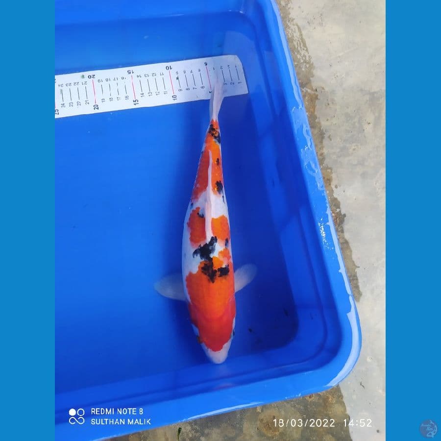 sanke 35 cm bulky punuk