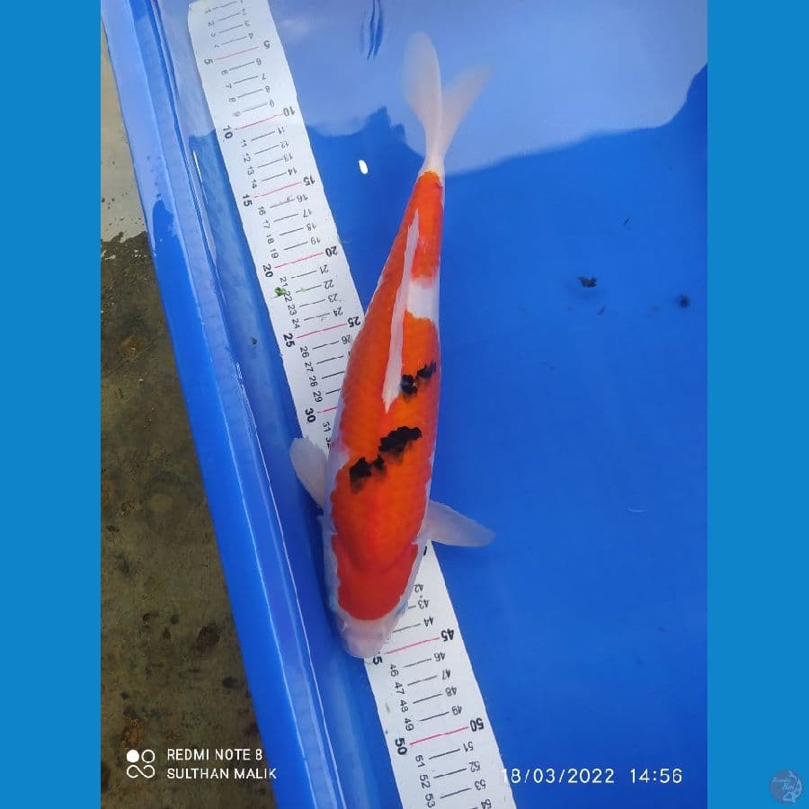sanke punuk bukly 36 cm