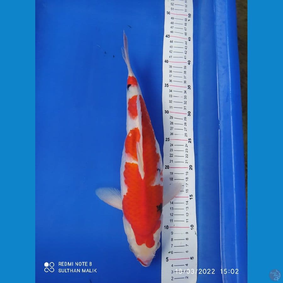 sanke 38 cm bulky pnuk