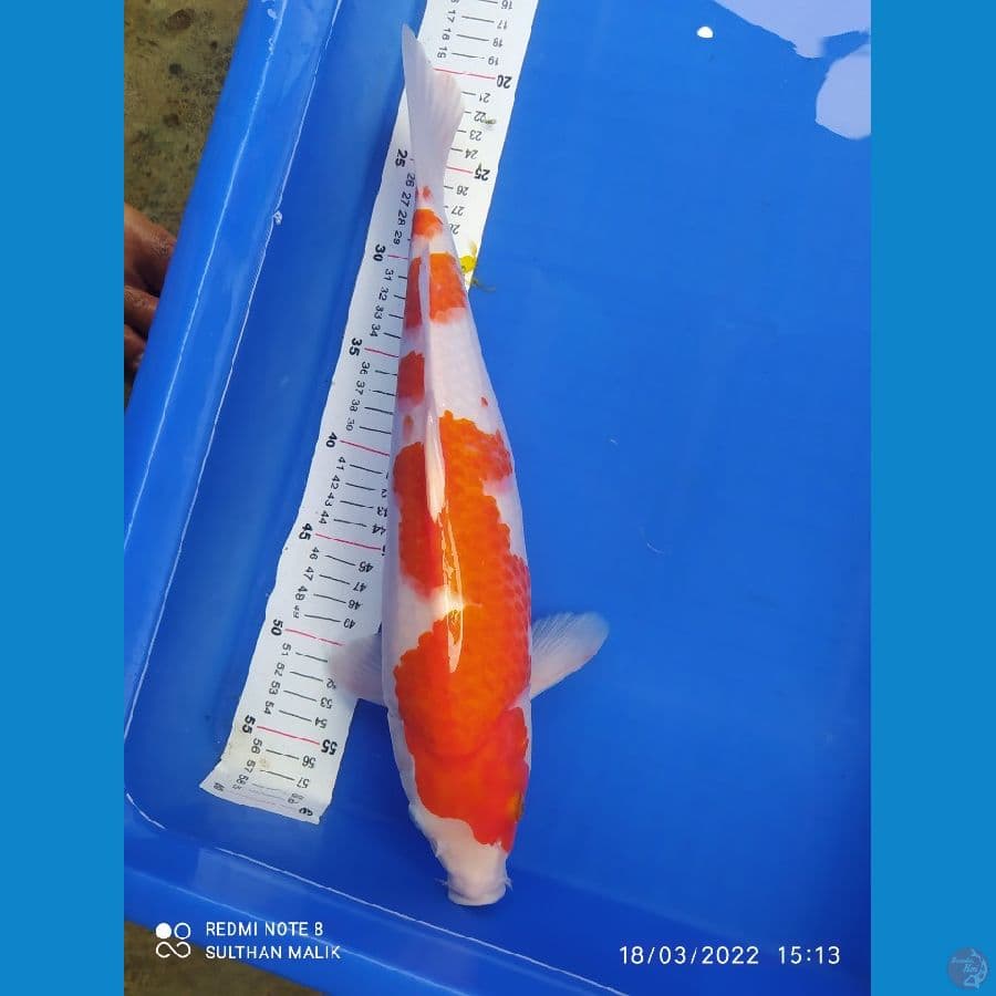 kohaku 40 cm punuk