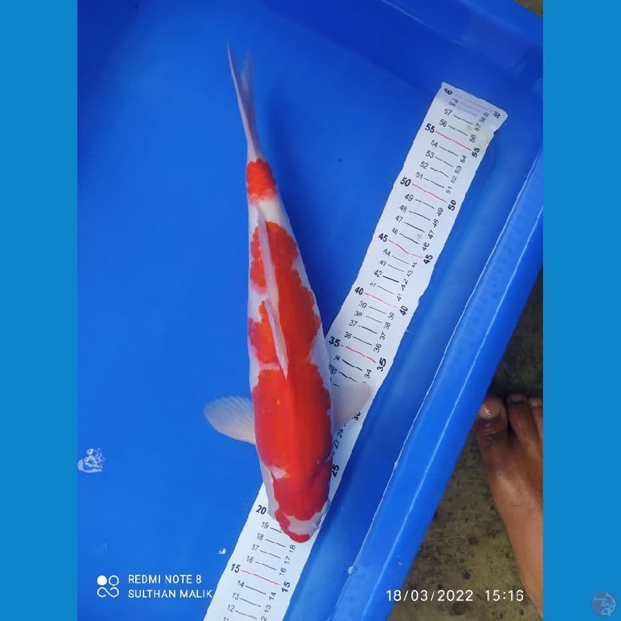 kohaku 38 cm punuk