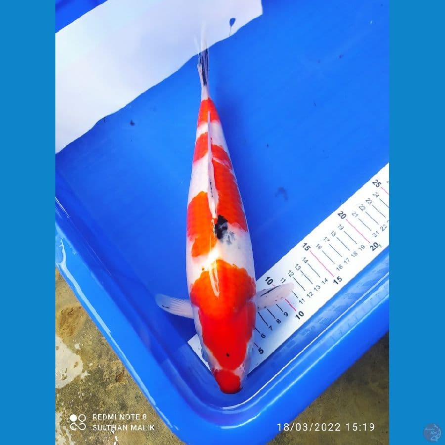 sanke punuk 35 cm