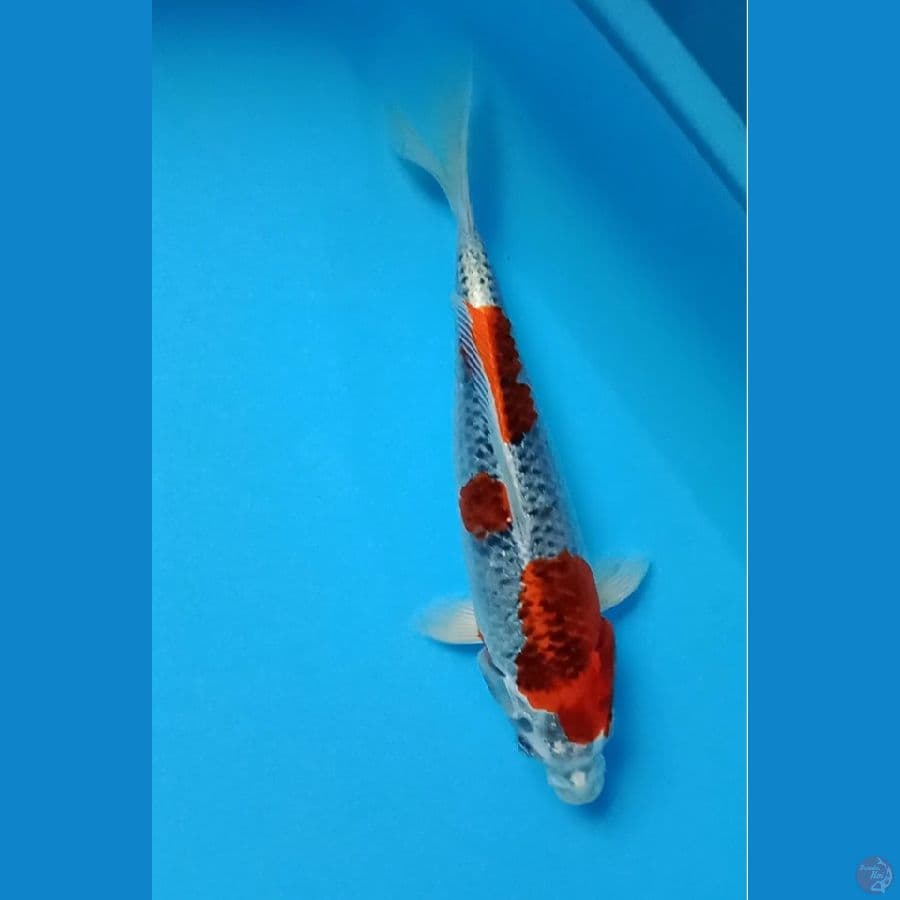 Red Kujaku