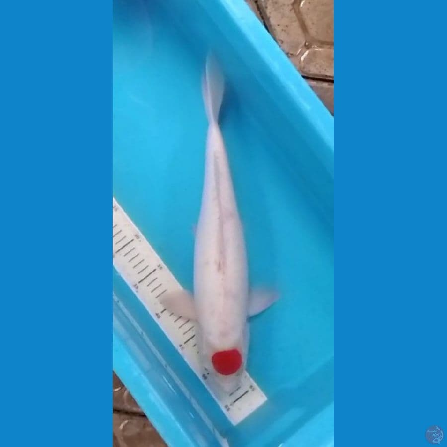 Jumbo Tancho Kohaku 43cm (F)