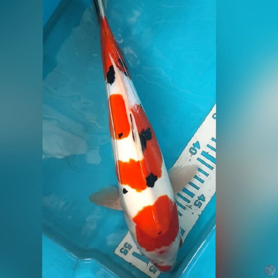 SANKE DOID MURNI 36Cm