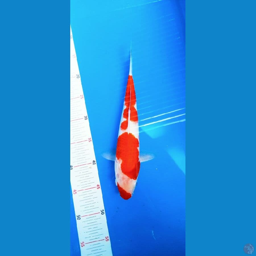 kohaku ucibeni 32cm jantan