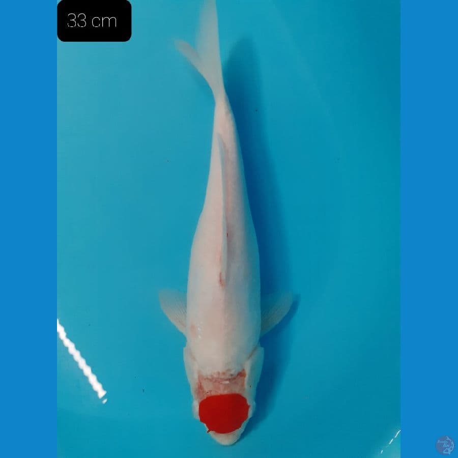 Tancho 33 cm 