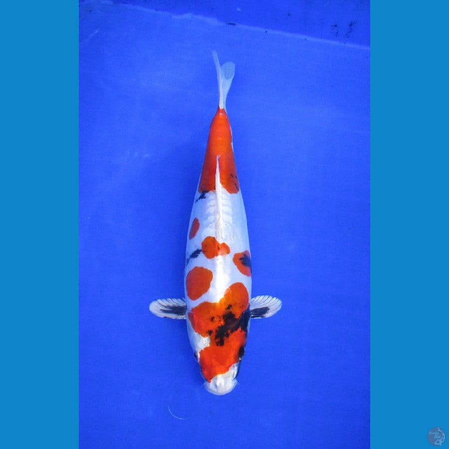 showa doitsu hikari ±31cm