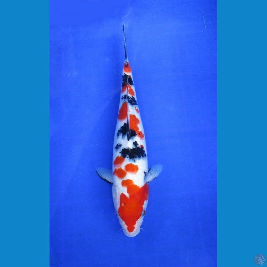 sakura sanke ±32cm
