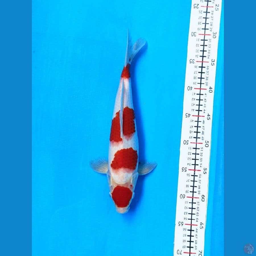 kohaku step 4