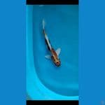 kujaku 37cm male