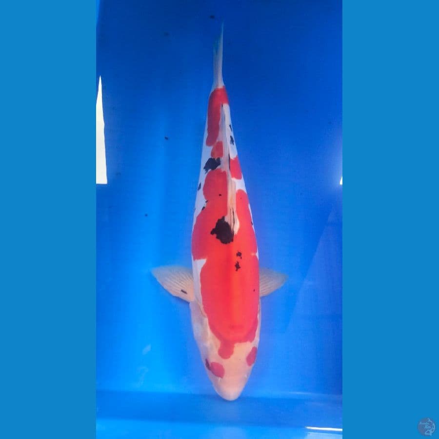 KACA MATA 42 CM