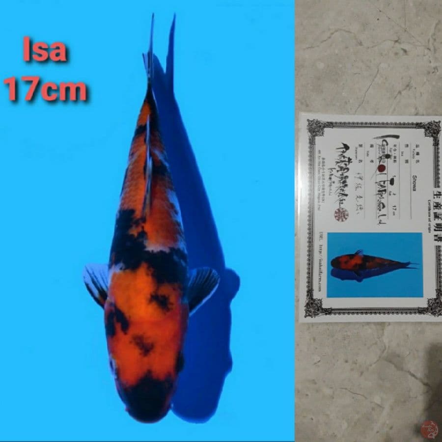 ISA SHOWA 17CM