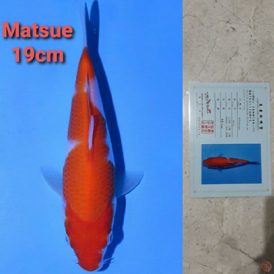 MATSUE KOHAKU 19CM