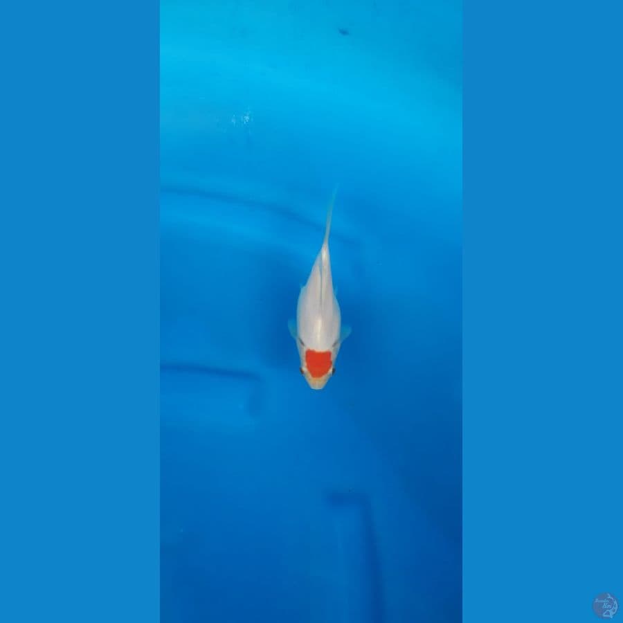 tanco TAMASABA 14 cm