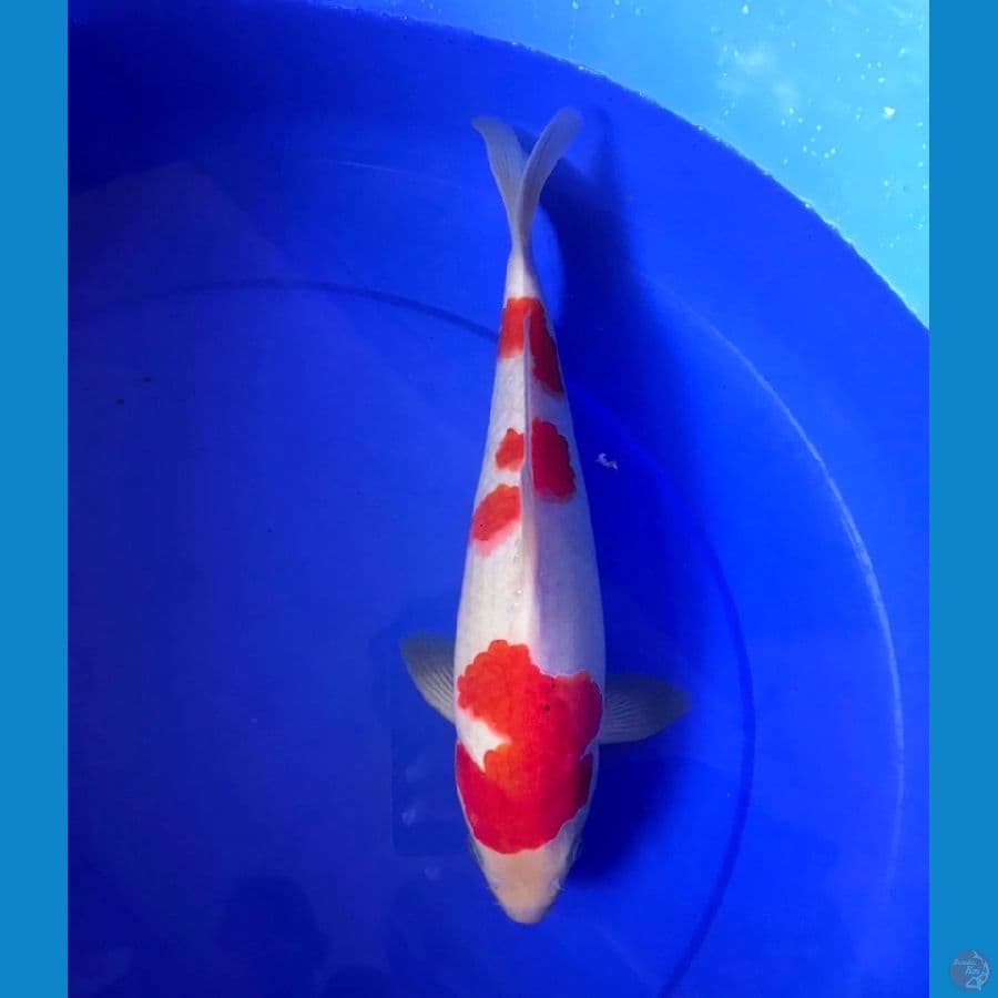 kohaku AKF merah bullky 33cm 