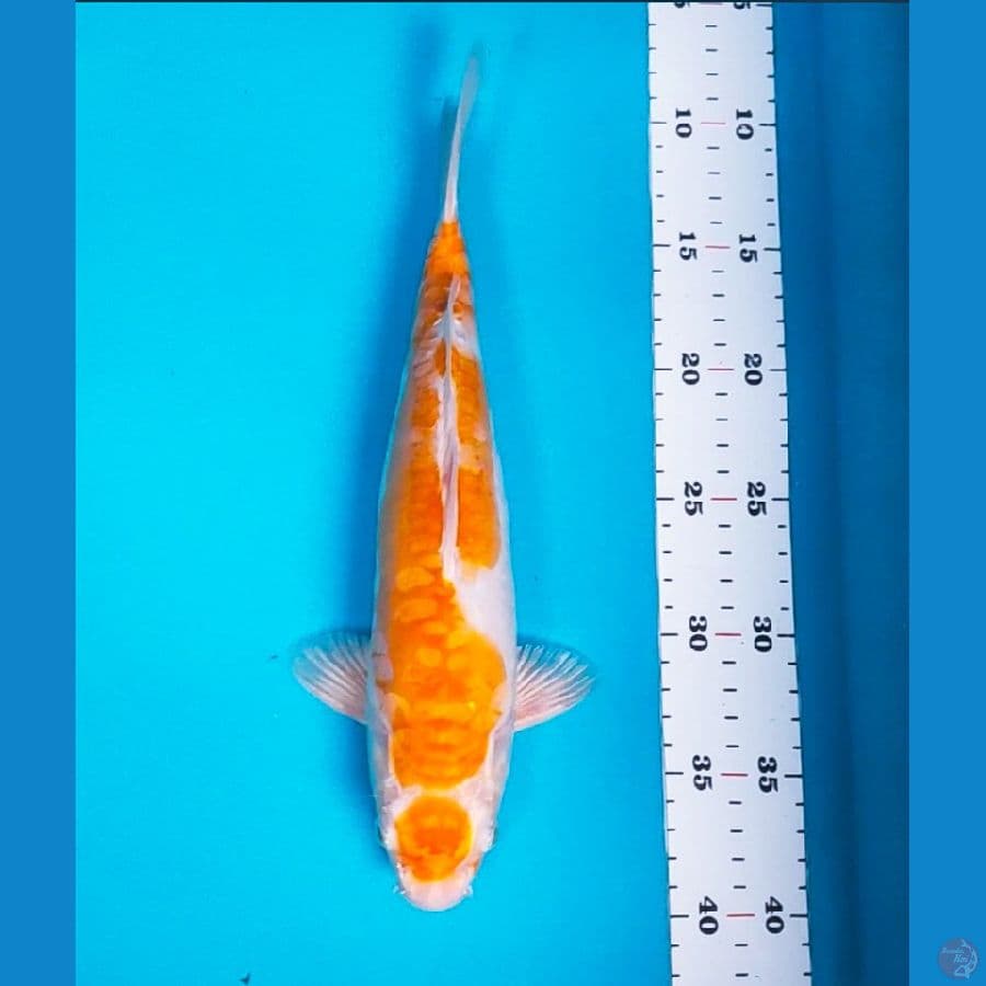 maruten doitsu 31cm male