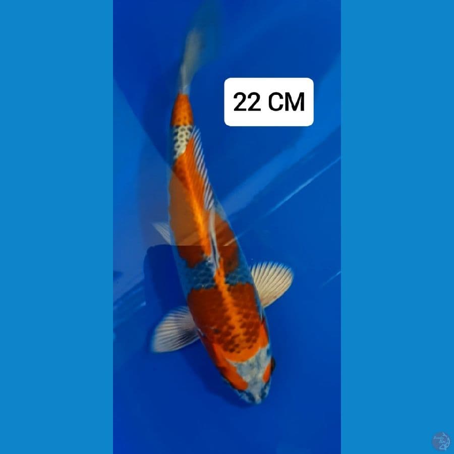 BeniGingga SQ 22CM