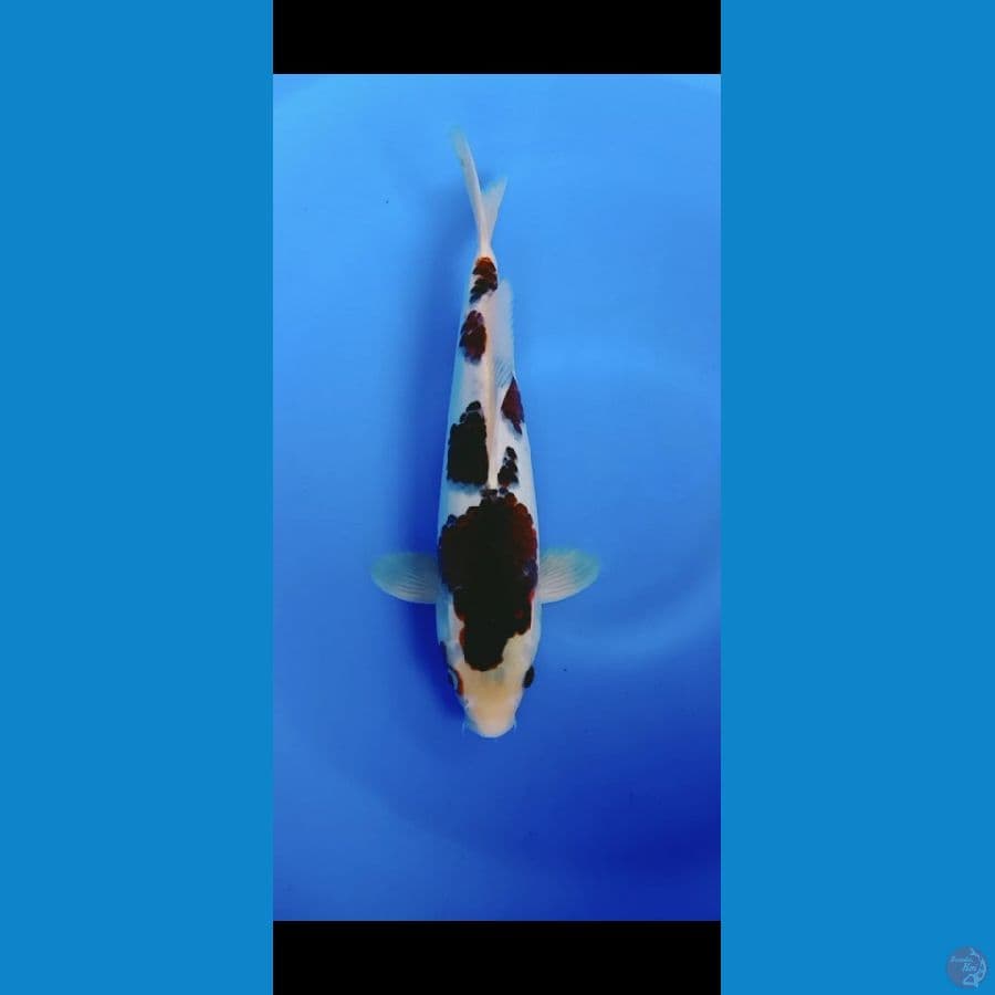 horomo 35cm/ male hott