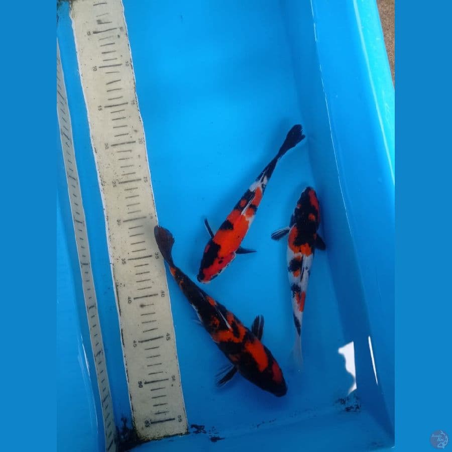 3 ekor hisowa dan mix hisowa