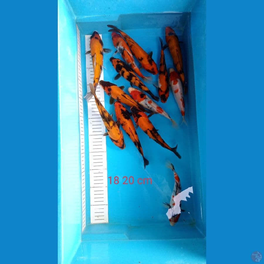 paket 13 ekor hishowa utsuri 18 20 cm