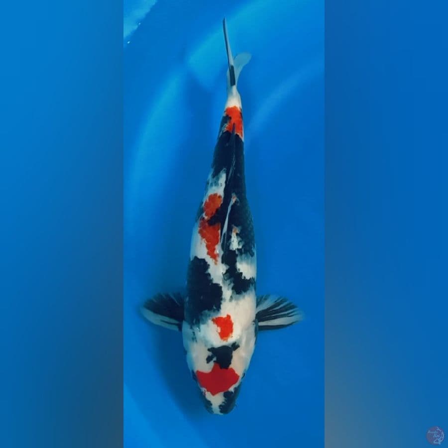 Kindai Showa 37cm