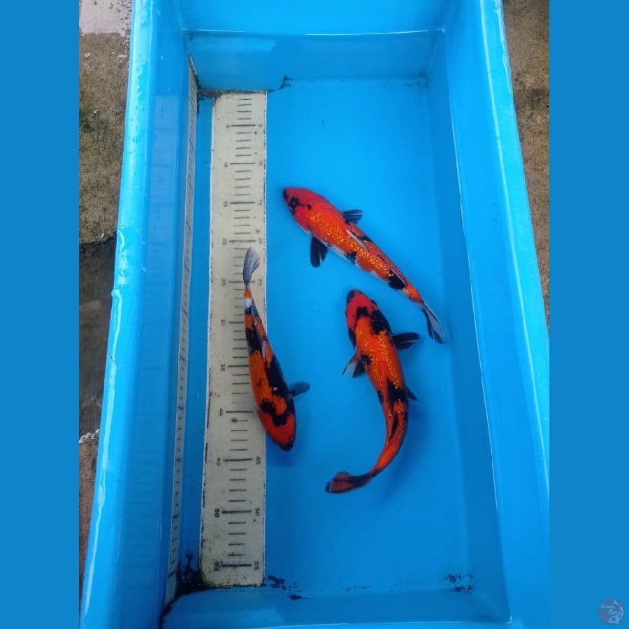 3 ekor ginrin dan hisowa 22-27 cm 