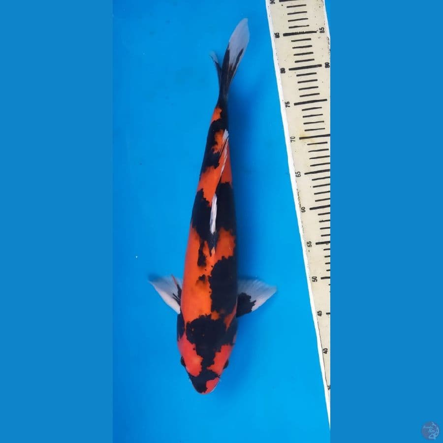 hisowa 45cm