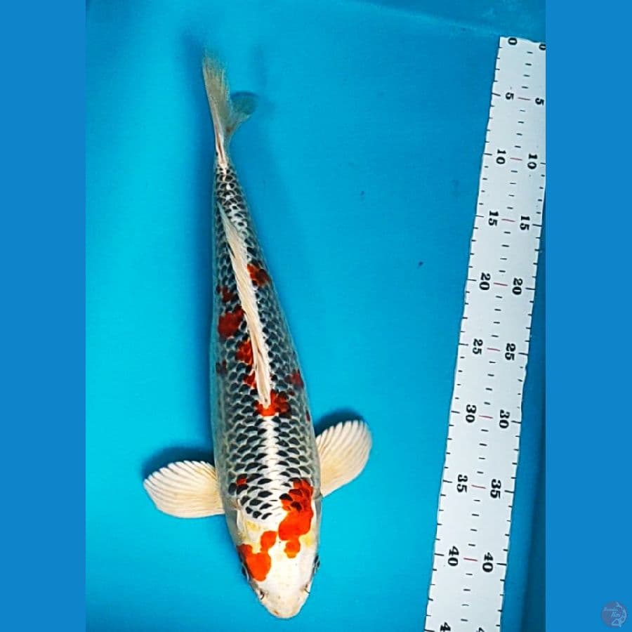 kujaku ring jos 38cm male