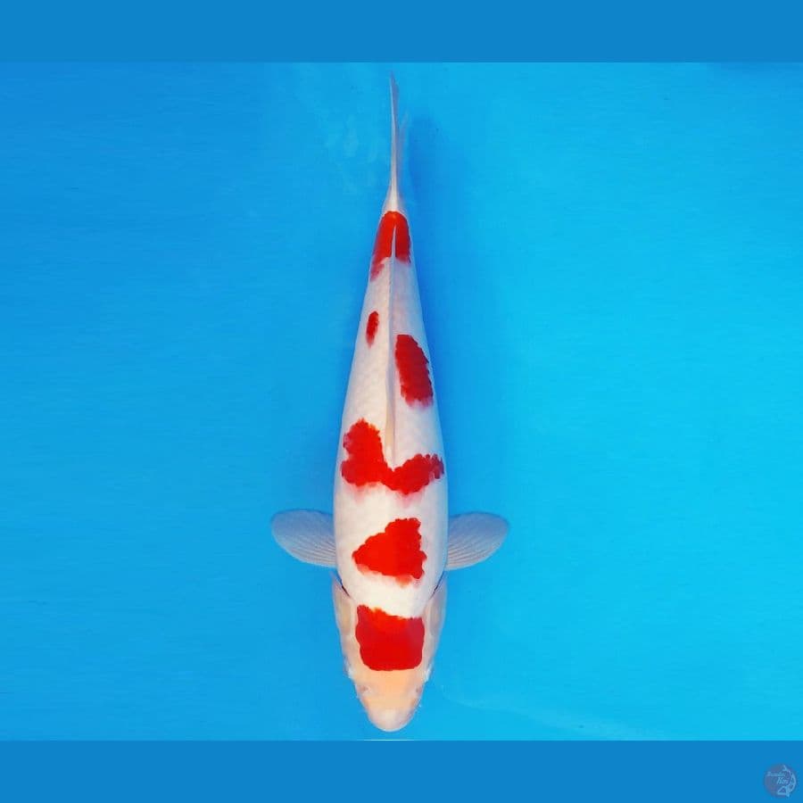 TENJIN 1 ~ KOHAKU 35 cm/fm ™