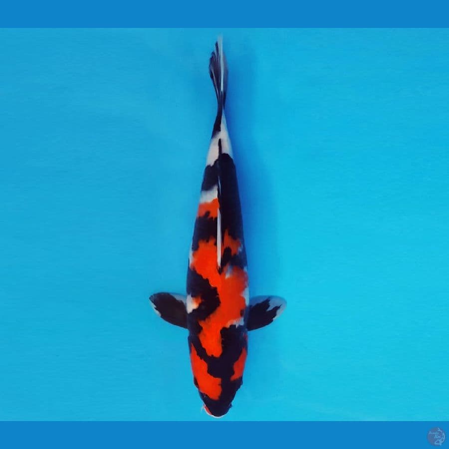 TENJIN 2 ~ SHOWA 29 cm/male ™
