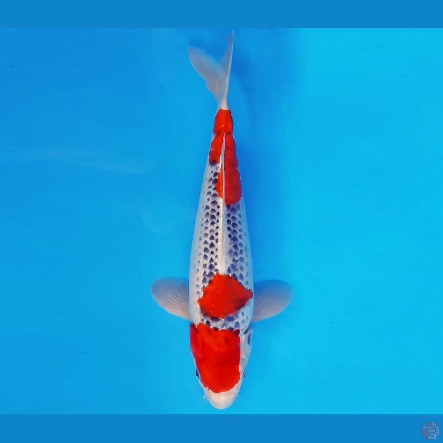TENJIN 5 ~ GOSHIKI 30 cm/fm ™