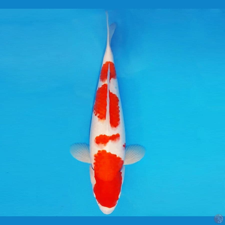 TENJIN 9 ~ KOHAKU 35 cm/fm ™