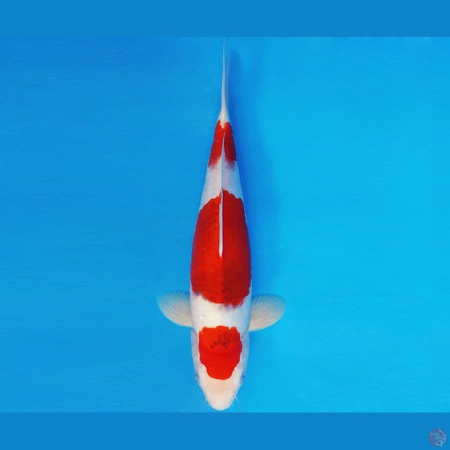 TENJIN 10 ~ AI GOROMO 35 cm/fm ™