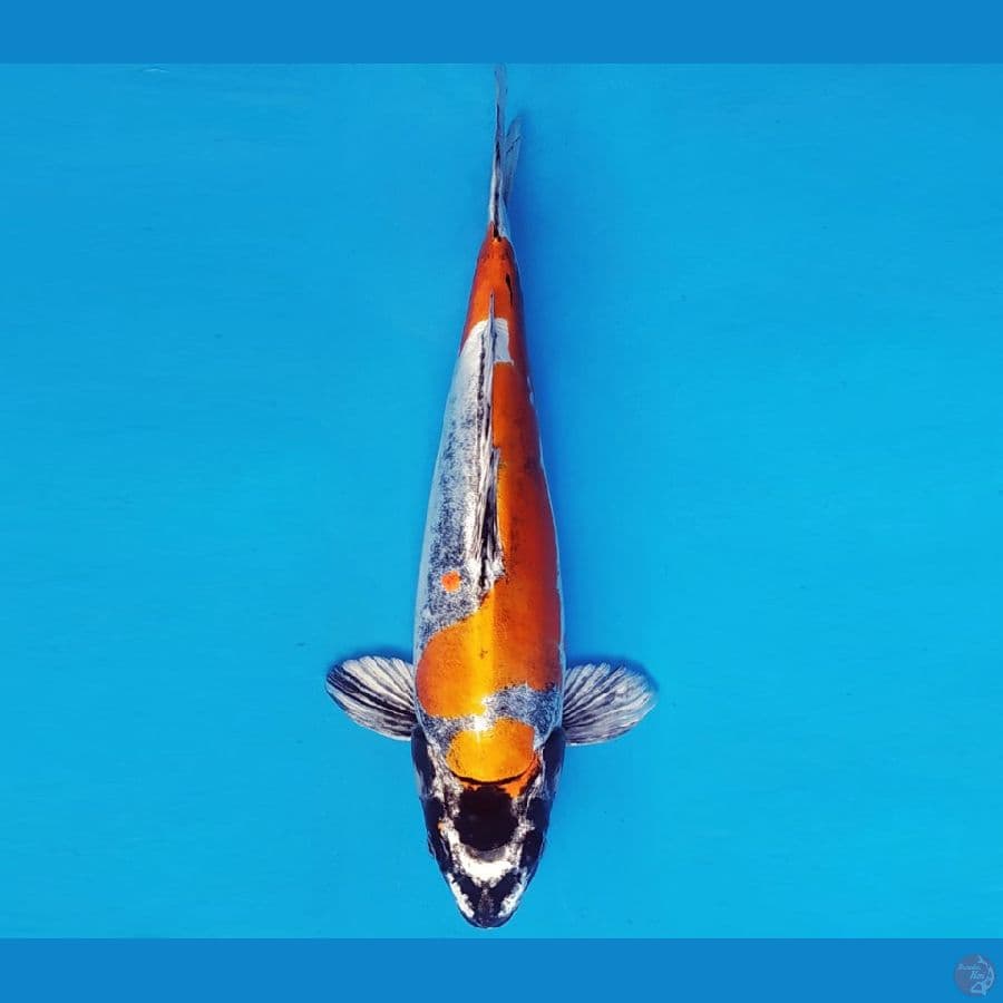 TENJIN 18 ~ KIKOKURYU 34 cm/fm ™