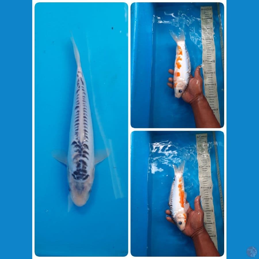 shusui 27cm 