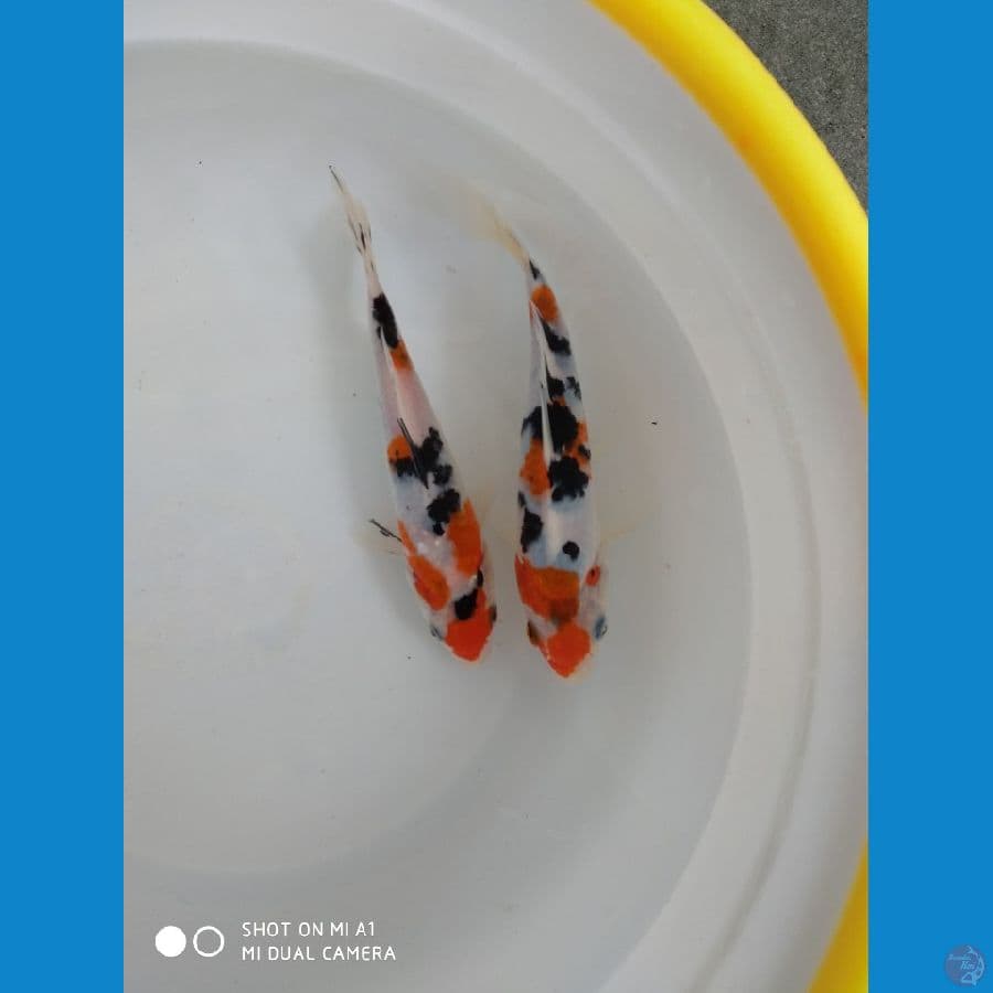Duo sanke 19cm