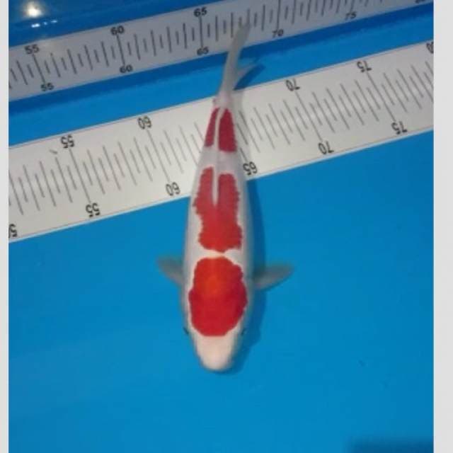 siap show kohaku 25bu free handling+entry all indo