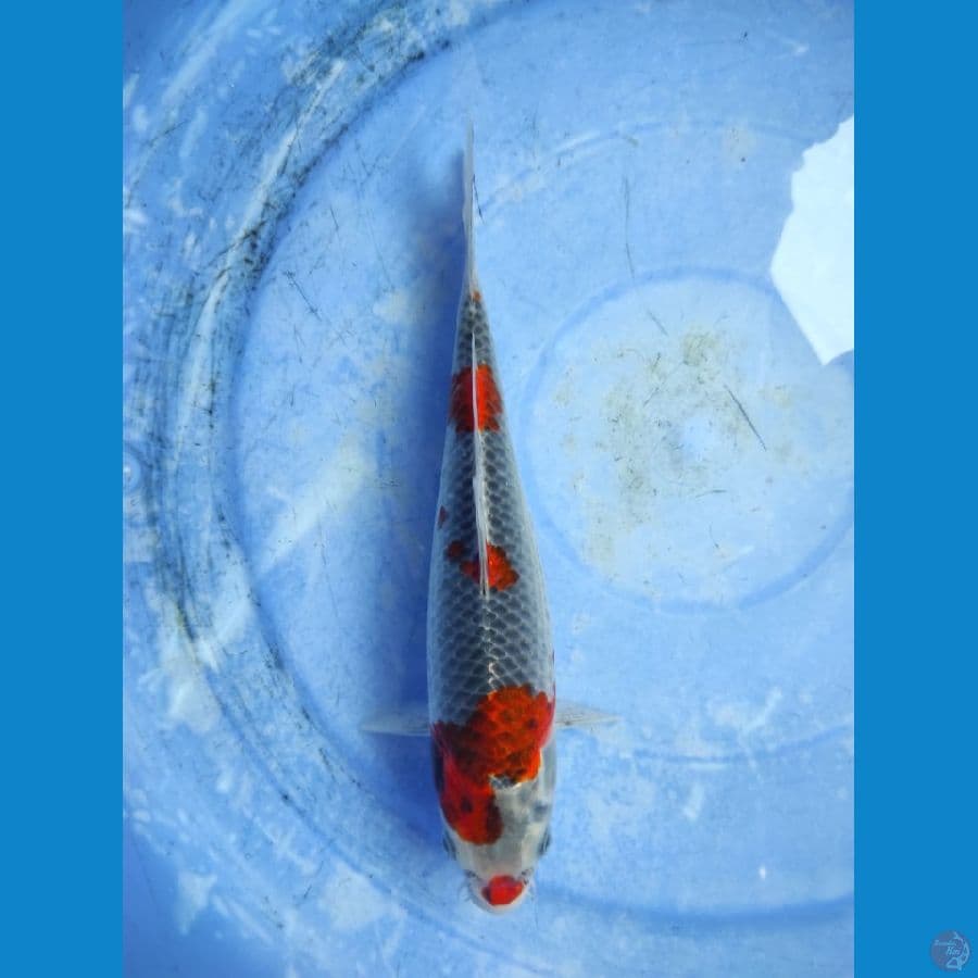 Beni gingga 26cm