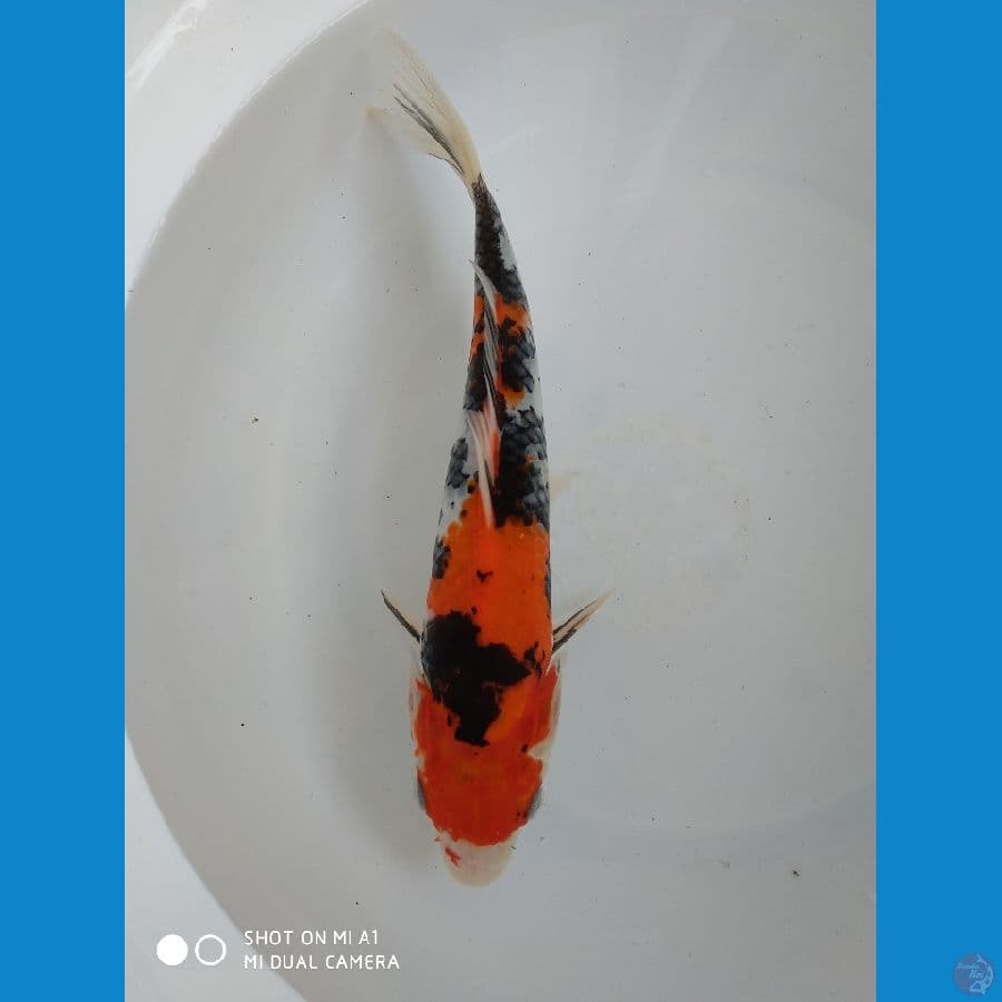 sanke 26cm
