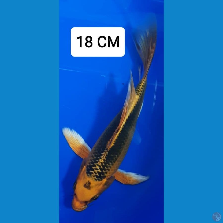 Kumpay Matsuba 18 CM