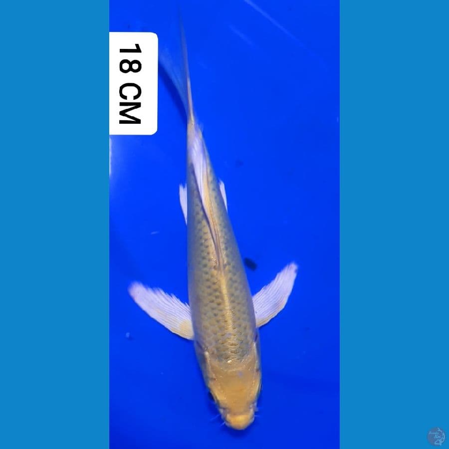 Kumpay Matsuba 18 CM