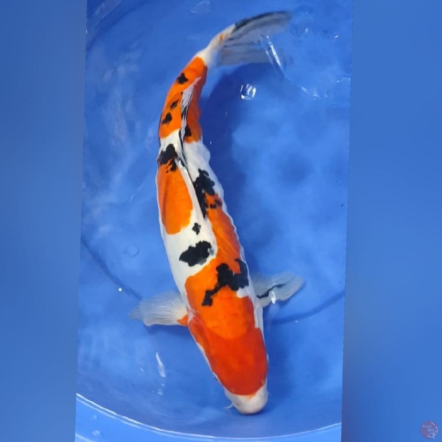 SANKE DOID 46CM