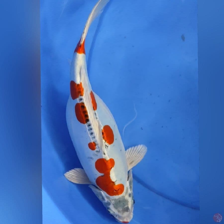 KIKO BABON 34cm